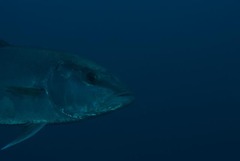 Seriola