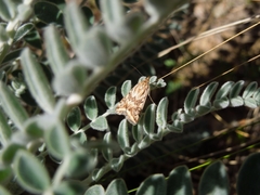 Loxostege cereralis