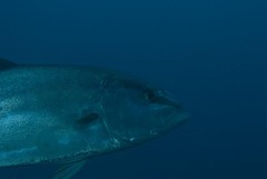 Seriola