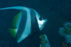 Heniochus acuminatus