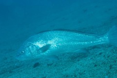Umbrina