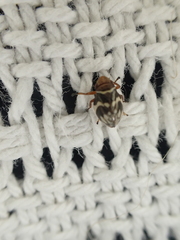 Bathyllus albicinctus