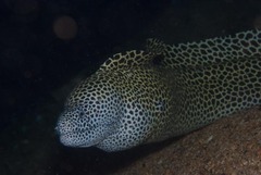 Gymnothorax favagineus