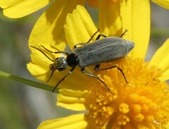 Epicauta heterodera