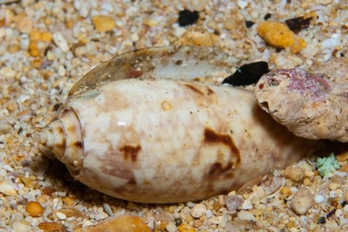 Oliva tremulina observed 2022-10-14