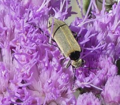 Epicauta heterodera