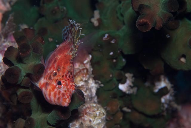 Spotted Hawkfish