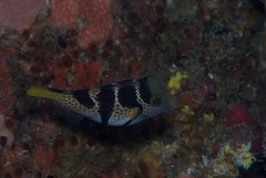 Canthigaster valentini