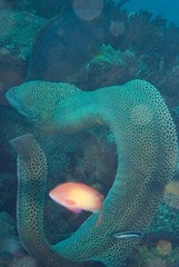 Gymnothorax favagineus