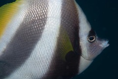 Heniochus acuminatus