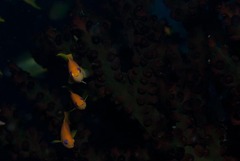 Pseudanthias squamipinnis