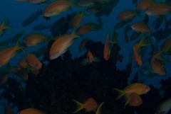 Pseudanthias squamipinnis