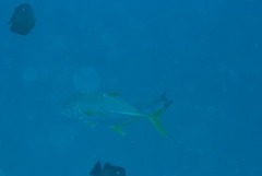 Caranx heberi