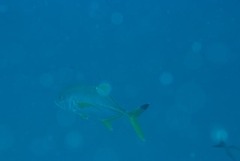 Caranx heberi