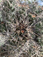 Coryphantha macromeris macromeris