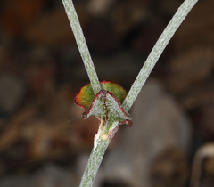 Eriogonum panamintense