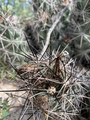 Coryphantha macromeris macromeris