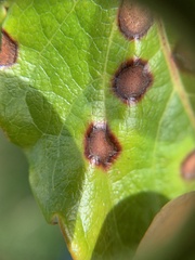 Phyllosticta ampelicida