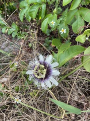 Passiflora edulis flavicarpa