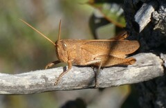 Schistocerca damnifica