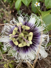 Passiflora edulis flavicarpa