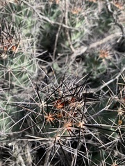 Coryphantha macromeris macromeris