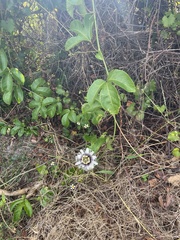 Passiflora edulis flavicarpa