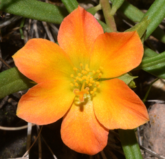 Talinum aurantiacum