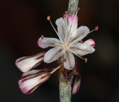Eriogonum panamintense