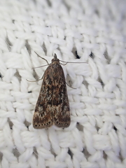Achyra affinitalis