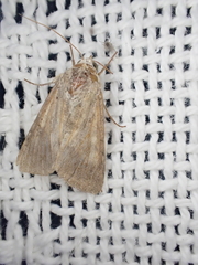 Helicoverpa punctigera