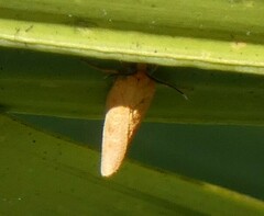Virbia aurantiaca