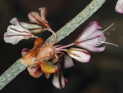 Eriogonum panamintense