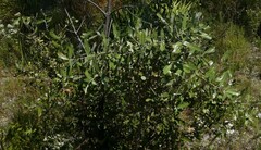 Quercus incana