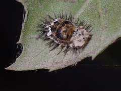 Axion plagiatum