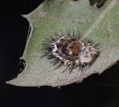 Axion plagiatum