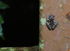 Raorchestes menglaensis