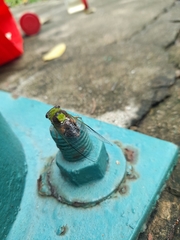 Diceroprocta oleacea