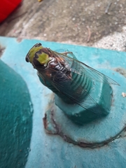 Diceroprocta oleacea