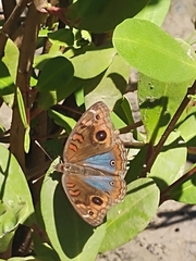Junonia evarete