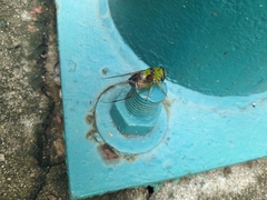 Diceroprocta oleacea