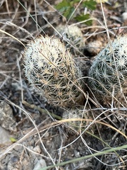 Escobaria emskoetteriana