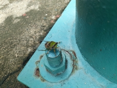 Diceroprocta oleacea