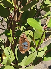 Junonia evarete