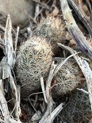 Escobaria emskoetteriana