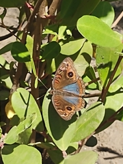 Junonia evarete