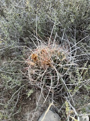 Hamatocactus hamatacanthus
