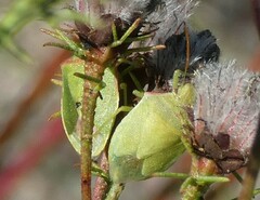 Thyanta custator accerra