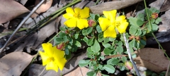 Hibbertia diffusa