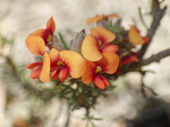 Dillwynia sericea